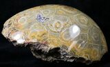 Polished Fossil Coral Head - Morocco #19602-1